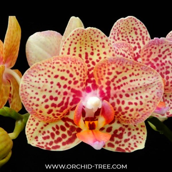 Phalaenopsis Younghome Lucky Leopard - BS