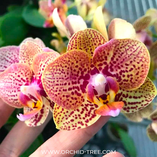 Phalaenopsis Younghome Lucky Leopard - BS