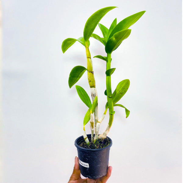 Dendrobium MN Blue - BS