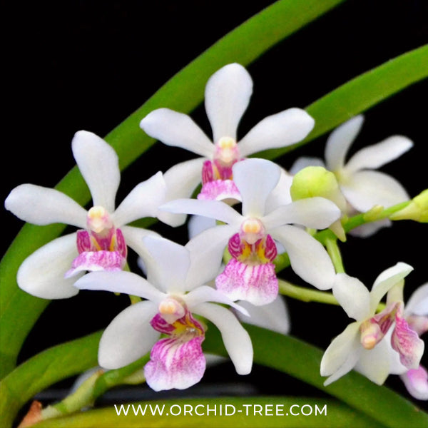 Vanda Holcostylis M S Sunlight Orchid Plant - BS