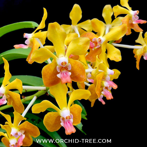 Vanda M.V. Tannins AM/AOS Orchid Plant - FF