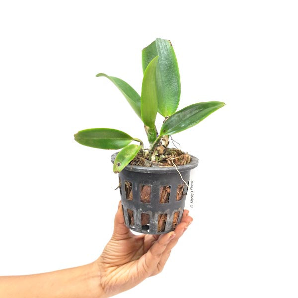 Cattleya Mackie's Flare Orchid Plant - BS