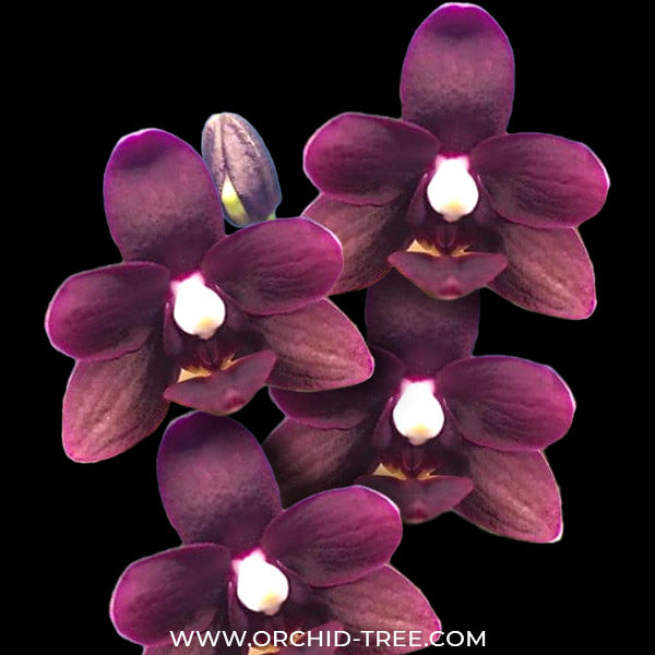 Phalaenopsis Maiden X Red Eagle - BS