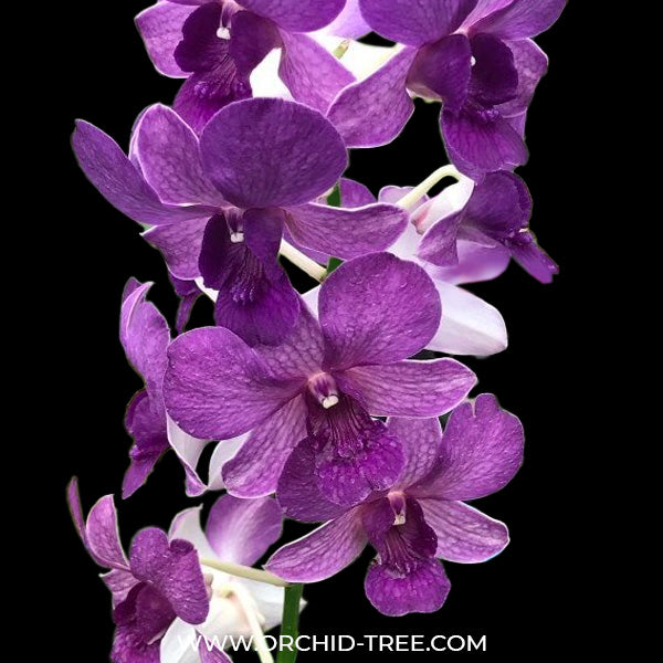 Dendrobium MN Blue - BS
