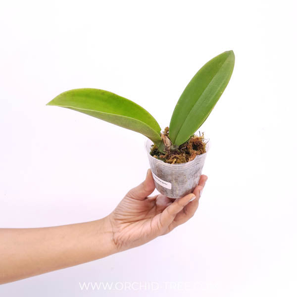 Psychopsis Mariposa Orchid Plant - BS