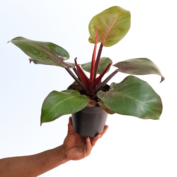mccolley's finale hybrid philodendron Philodendron McColley's Finale – Orchid-Tree