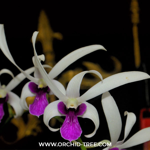 Dendrobium Meesangnil Orchid Plant - BS