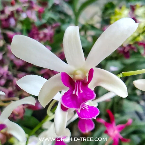 Dendrobium Meesangnil x Aunching Rubug - BS