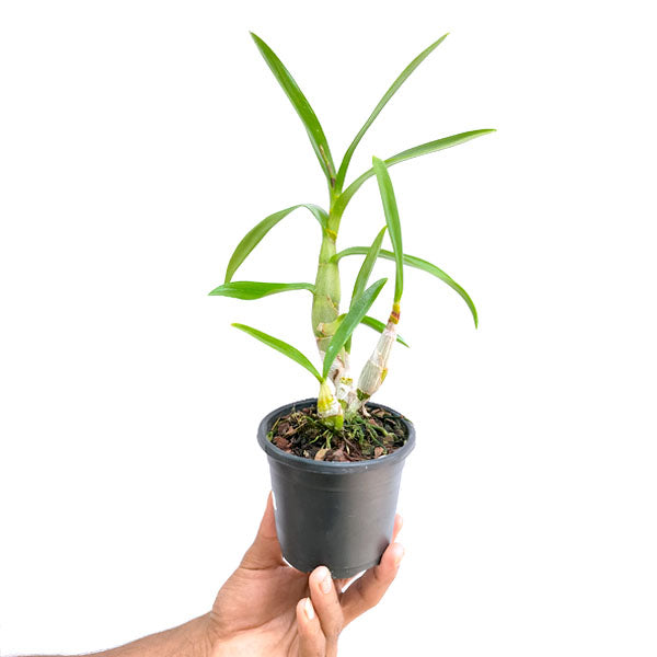Dendrobium Meesangnil x Aunching Rubug - BS