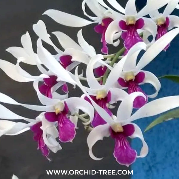 Dendrobium Meesangnil Orchid Plant - BS