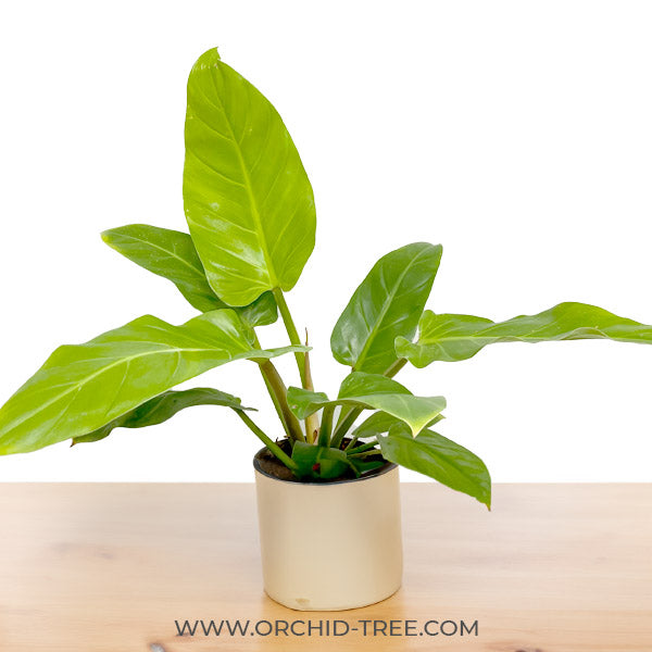 Philodendron Golden Melinoni