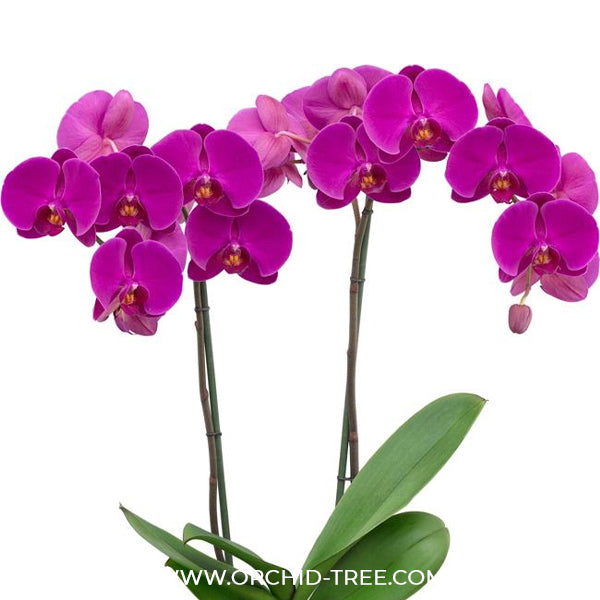 Phalaenopsis Midnight Rambler Orchid Plant - FF