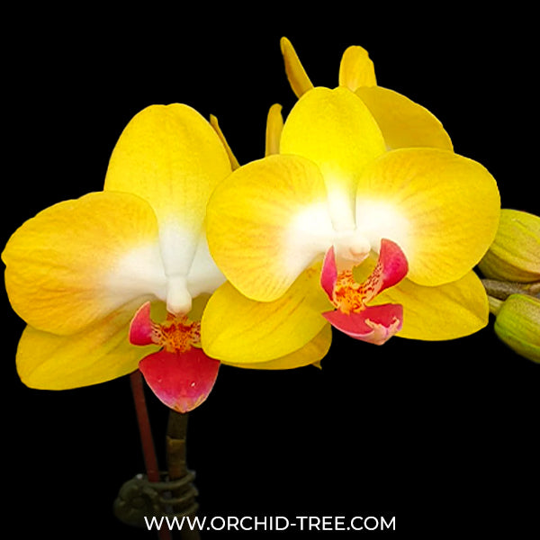 Phalaenopsis Miki Moon Rabbit '413' Orchid Plant - BS
