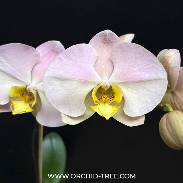 Phalaenopsis I-Hsin Milky River Orchid Plant - FF