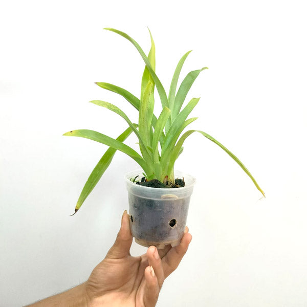Miltoniopsis Purple Snow '17525' - BS