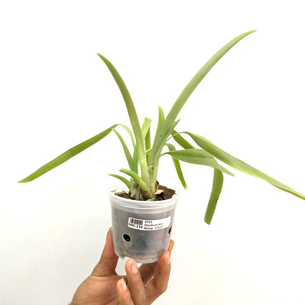 Miltoniopsis Miniso '17527' - BS