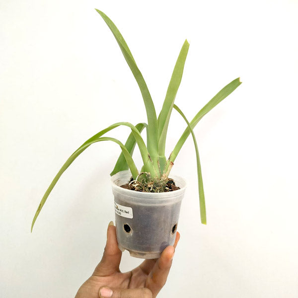 Miltoniopsis (Onc) Red Tide - BS