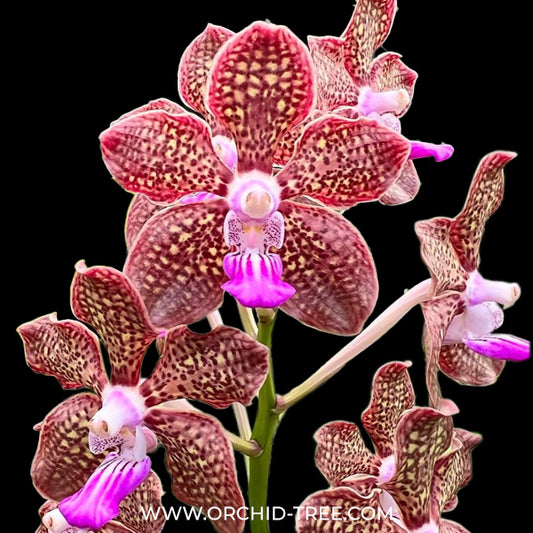 Vanda Mimi Palmer Pink Orchid Plant -BS