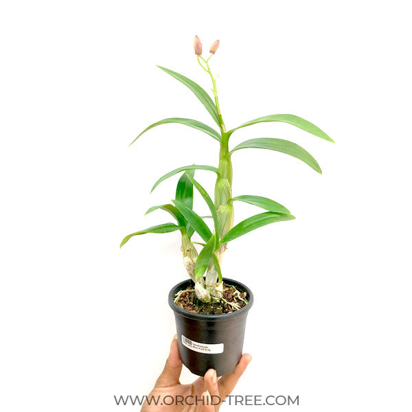 Dendrobium 3 lip Pansy- BS - Buy Orchids Plants Online by Orchid-Tree.com