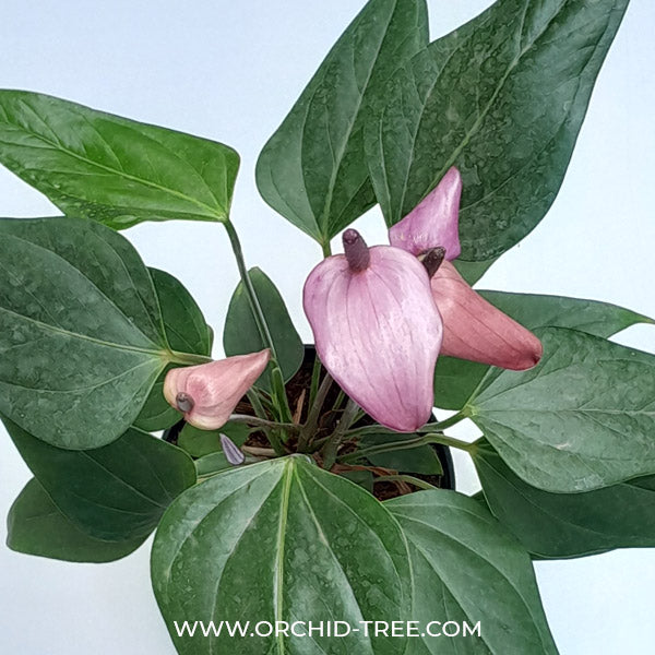 Anthurium Mini Purple- FF