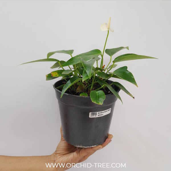 Anthurium Mini White - FF