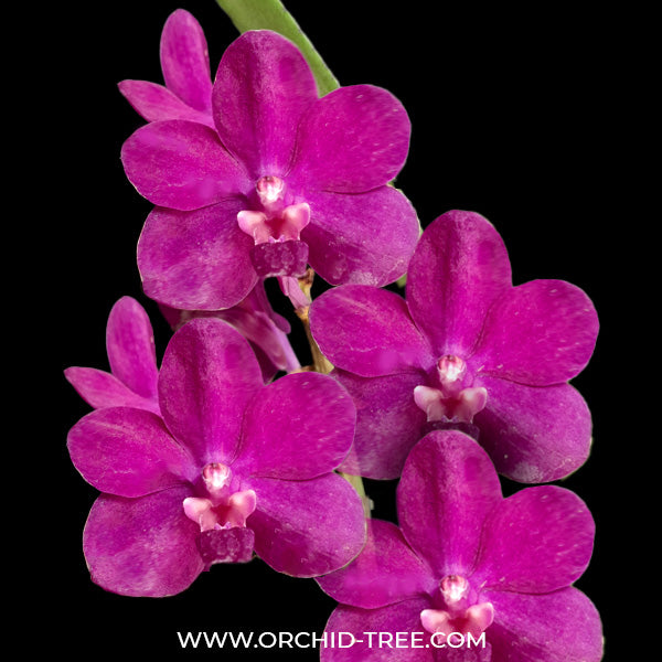 Ascocentrum Miniatum x Princess Mikasa Blue - BS