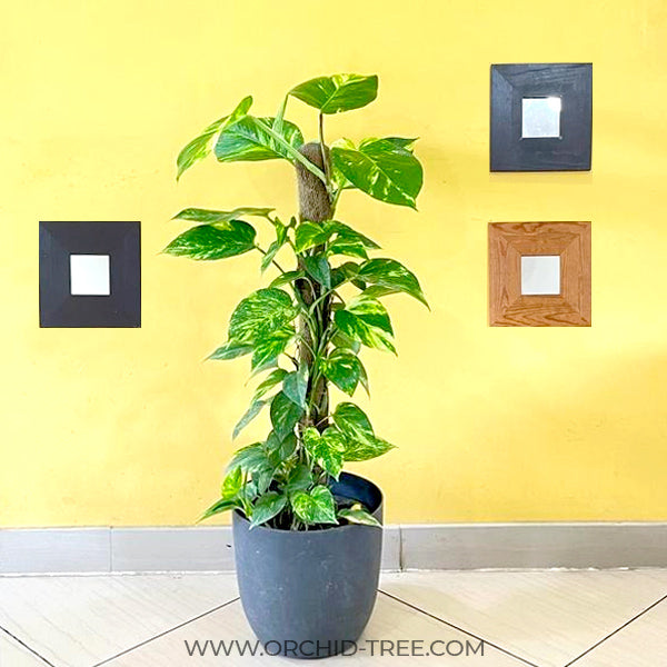 big money plant tree Money Plant | Golden Pothos
