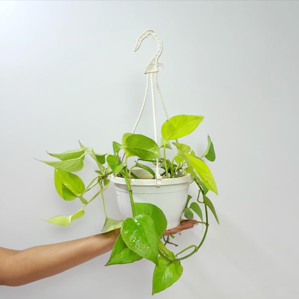 Money Plant Neon Hanging