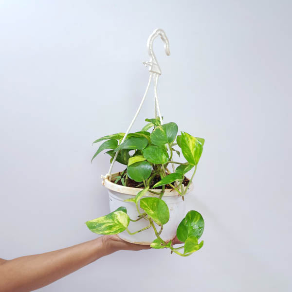 Money Plant Green (hanging)