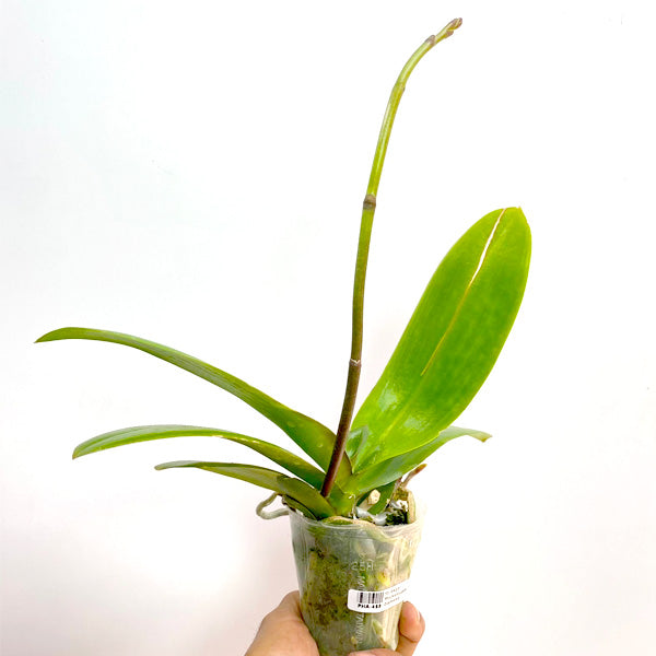 Phalaenopsis Mongo Diamond - BS