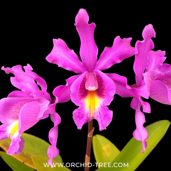 Myrmecocattleya Monte Bello Orchid Plant - BS