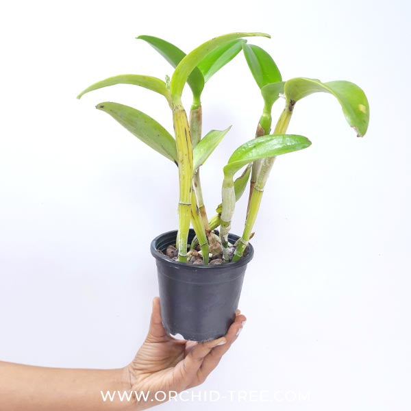 Cattleya Monte Elegante Orchid Plant - FF