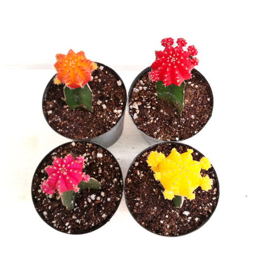 Moon Cactus | Four Colours