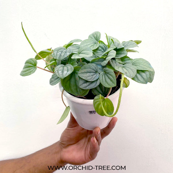 Peperomia Moonlight