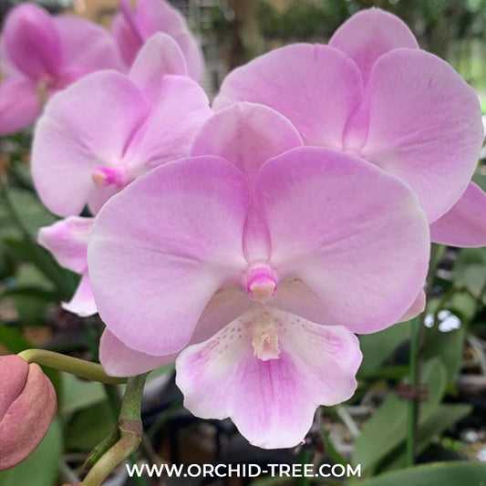 Phalaenopsis Moon Island Orchid Plant -FF