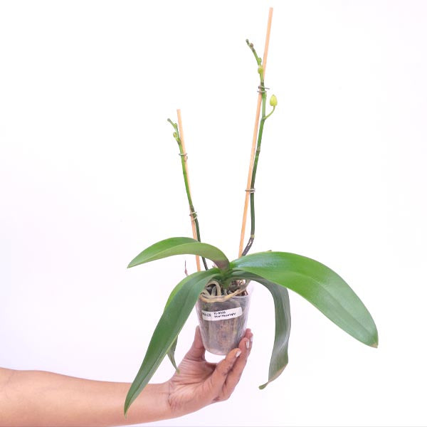 Phalaenopsis Moonlight Orchid Plant - FF