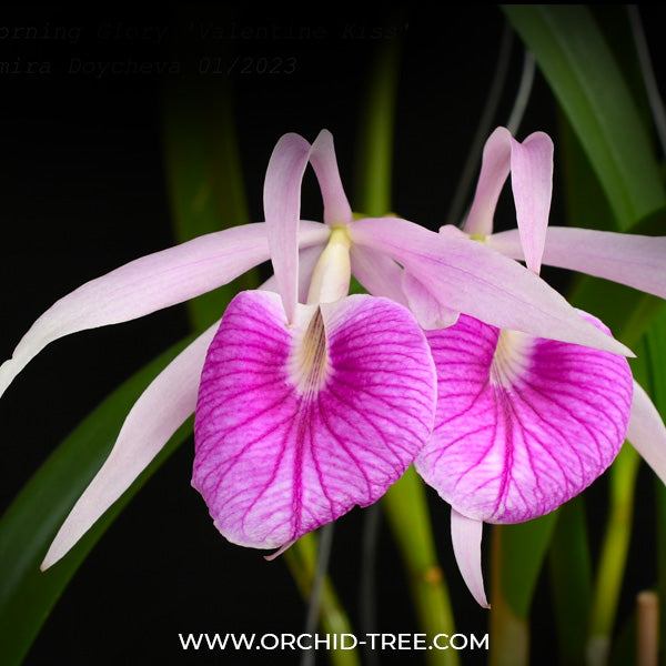 Cattleya Morning Glory 'Valentine Kiss' - FF