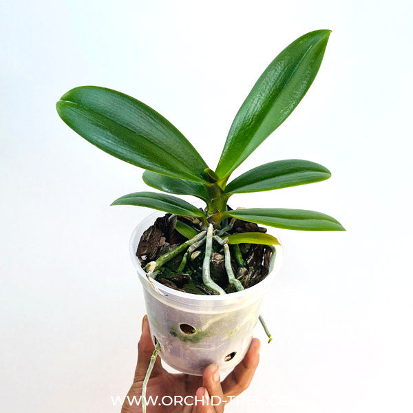 Phalaenopsis Mothers Finest - BS