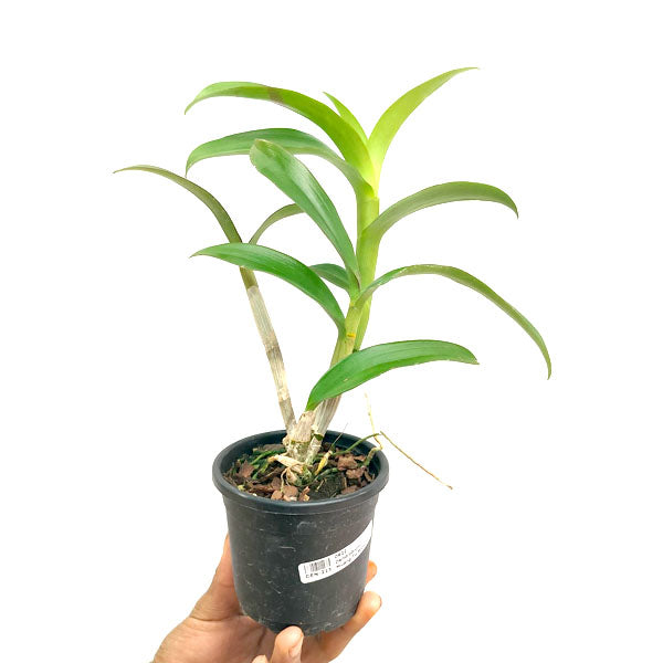 Dendrobium Muang TG Blue - BS