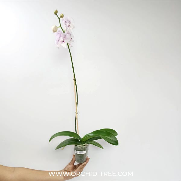 Phalaenopsis Fuller's Mulberry Orchid Plant - FF