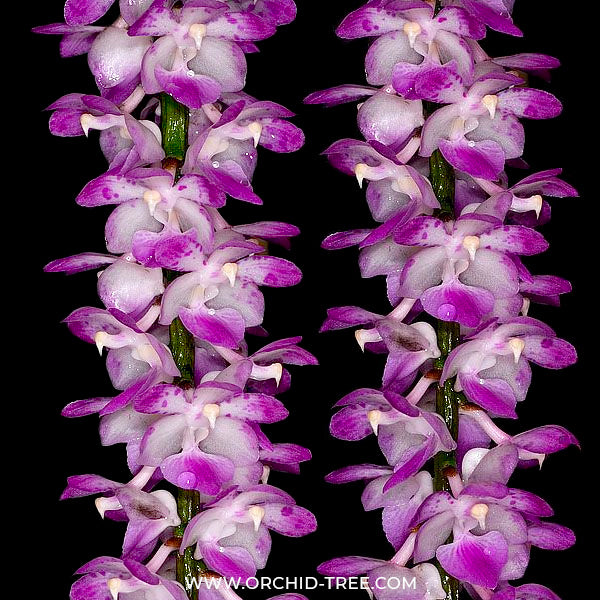 Aerides multiflora sp. - BS