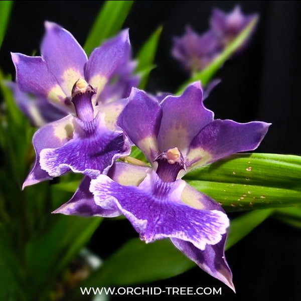 Zygonesia Murasaki Komachi Orchid Plant - BS