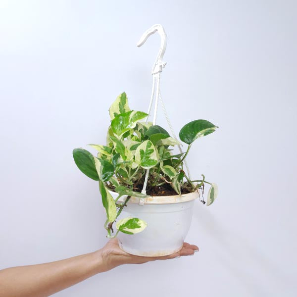 Money Plant N'joy Hanging