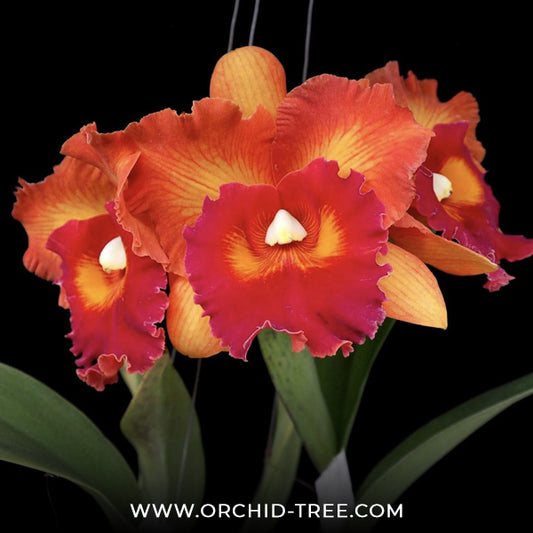 Cattleya Nakornchaisri Delight No. 2 Orchid Plant - BS