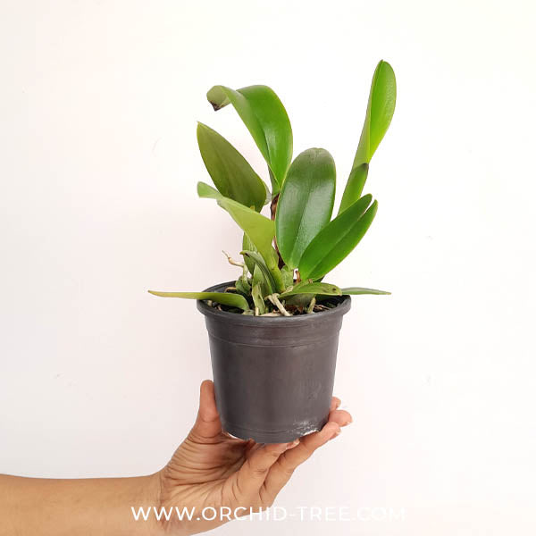 Cattleya Nakornchaisri Delight No. 2 Orchid Plant - BS