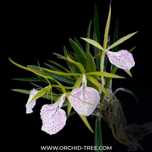 Cattleya (Bc.) Nakornpathome Silver- FF