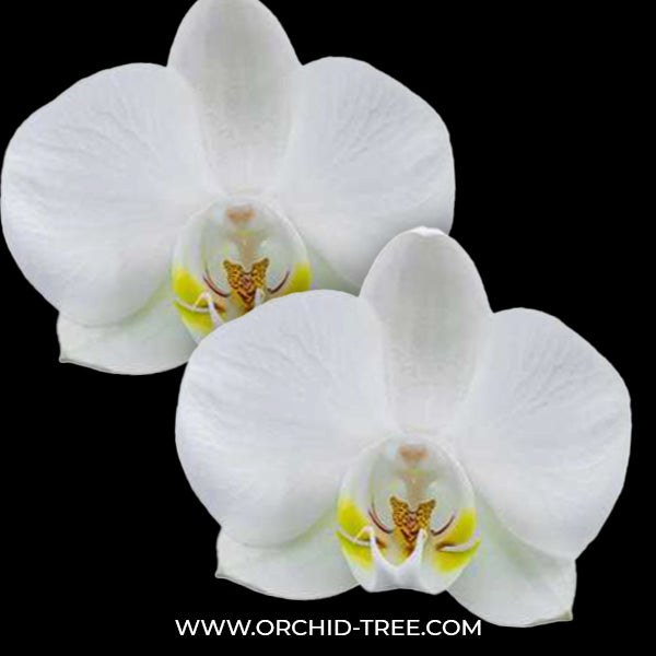 Phalaenopsis Navigator Orchid Plant - FF