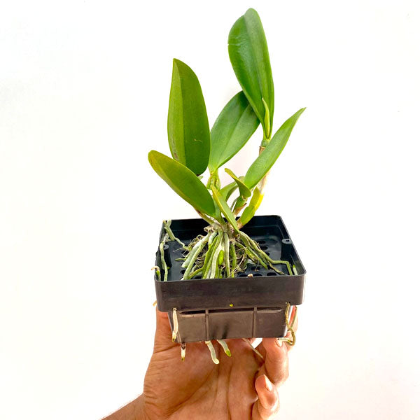 Cattleya (Rlc.) Nell Hammer - BS