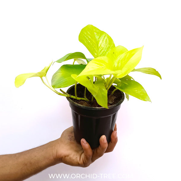 Money Plant Neon