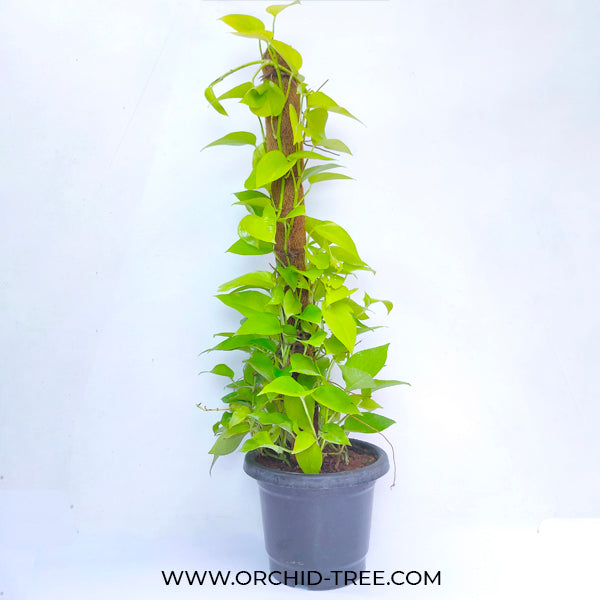Neon Money Plant - Big Tall Plant